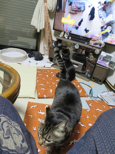 ななみも