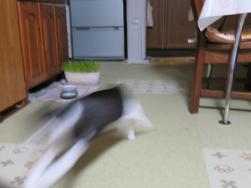 追ううみ