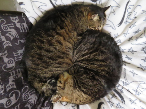 ニャか良し寝