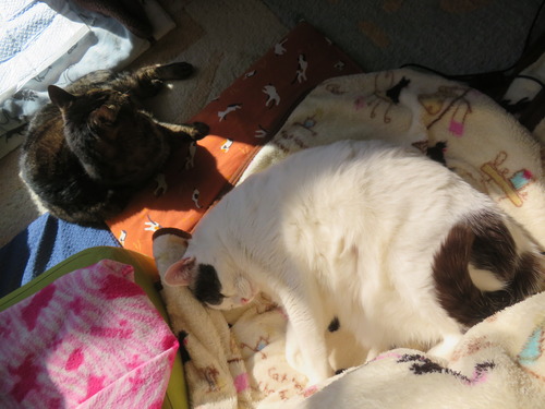 ����������