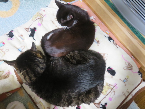 �Ԥä��󤳤��Ƥ�