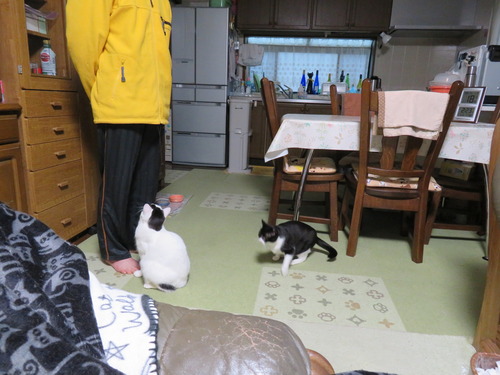 上着の紐に