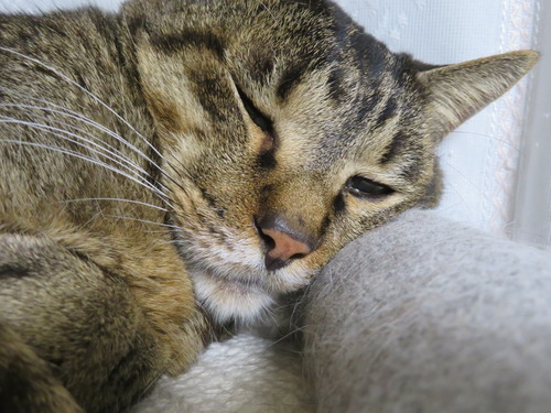たくみ