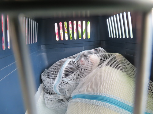 2020ǯ116򹯿Թ缼ɤߡɣɤɣKg Kg