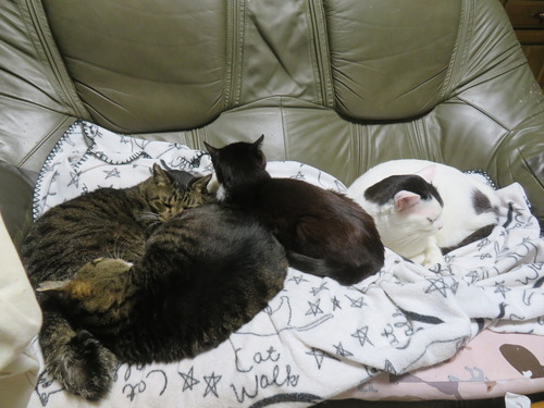 �ʤʡ����������ߡ�����