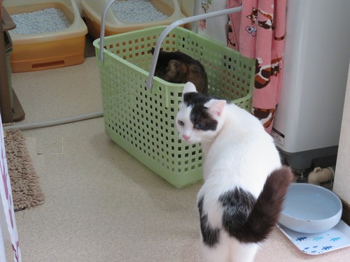 ”かい”が傍に