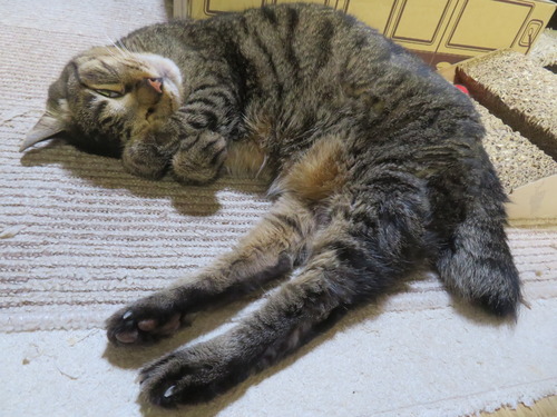 ��ɤ����ߡɤο���İ�����