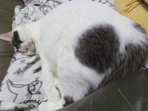 ���������ԡ�