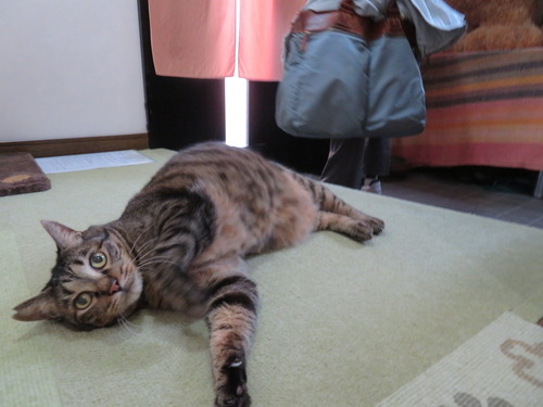 ゴロン