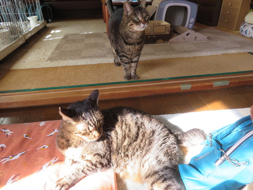 �ʤʡ�����