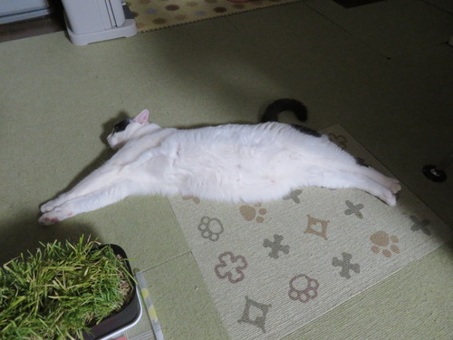 伸び〜ん