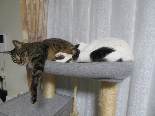 夜も