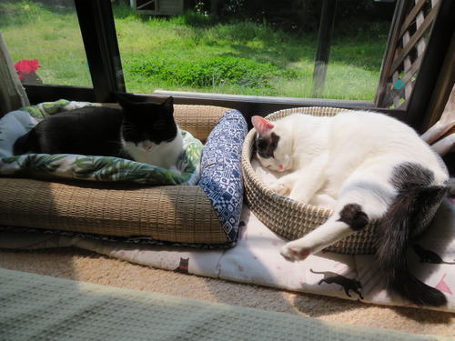 眠くなって