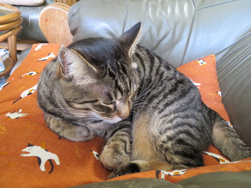 ななみは眠く