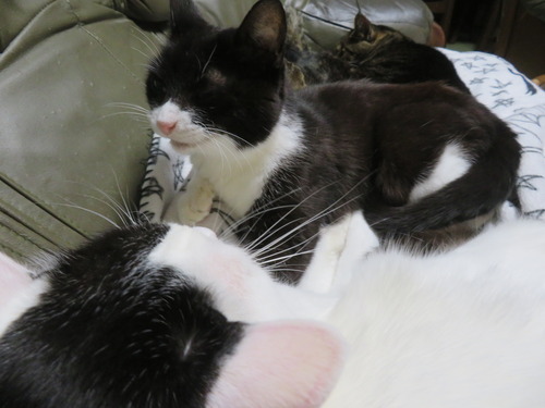 ����������