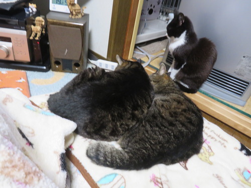 �ʤʡ�����������