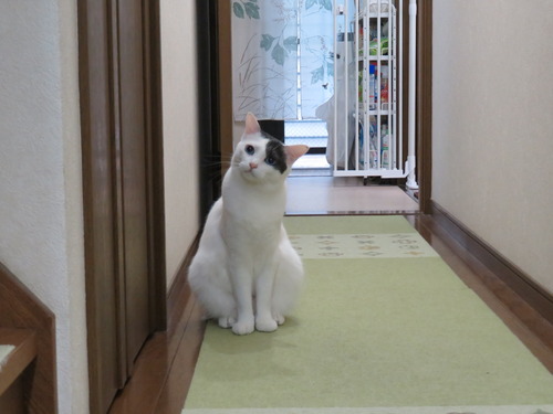 見てるだけ