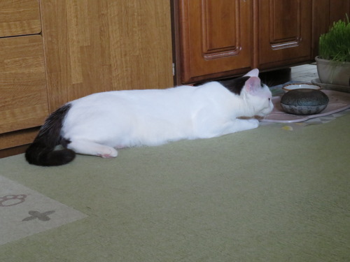 少し入ってる