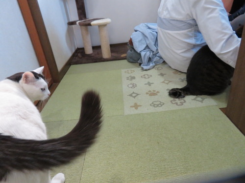 かいも