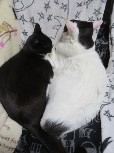 ニャかよし寝