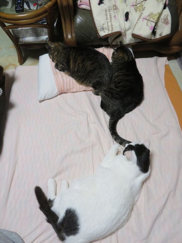 なな&たく&かい