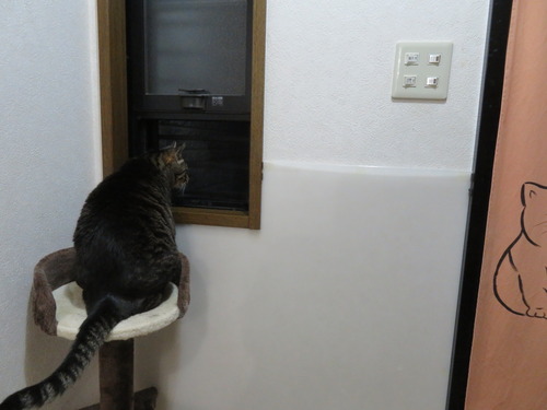 小窓に居たのは