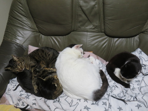 �������ˤԤä���