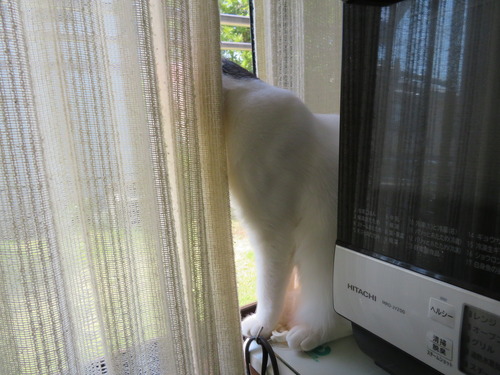 何見ているの?