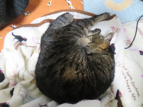 ­���ˡɤ����ߡ�