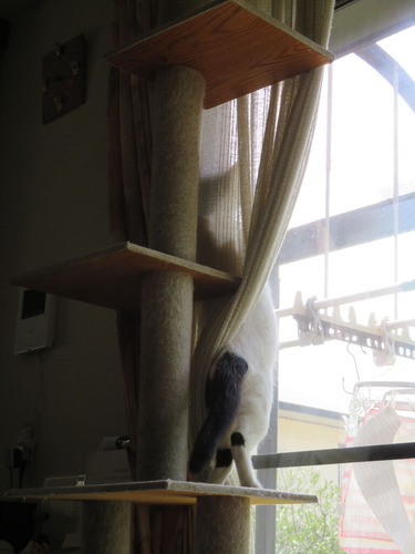 飛んで行った先を
