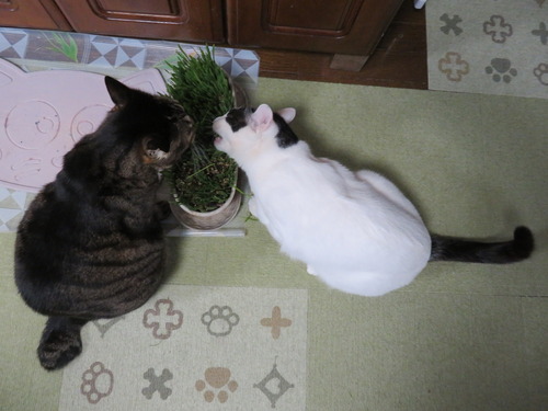 猫草