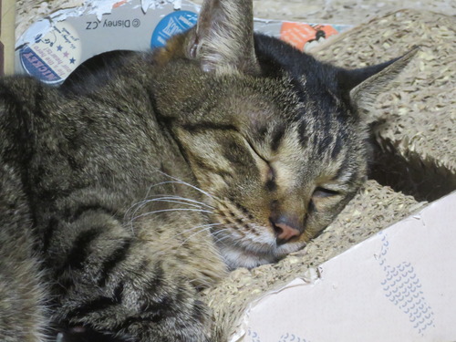 �ɤ����ߡɤ��¼�