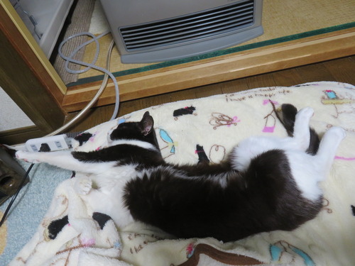 ���ӡ���