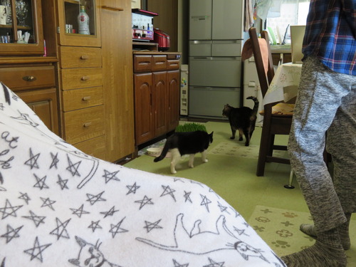 付いて歩く