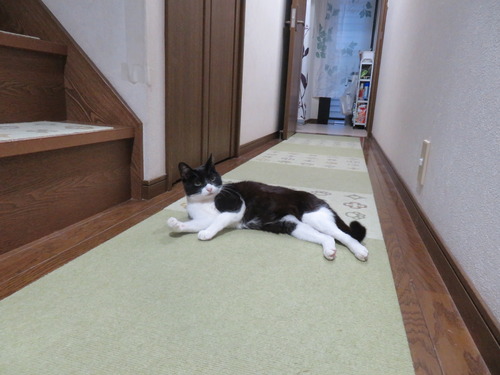 廊下でゴロン