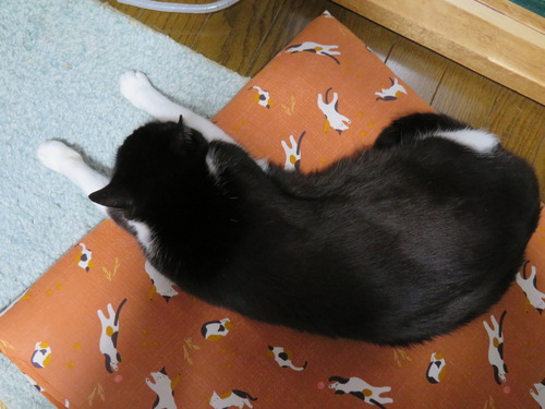 うみだけ