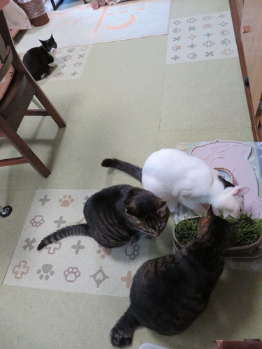 猫草うまうま