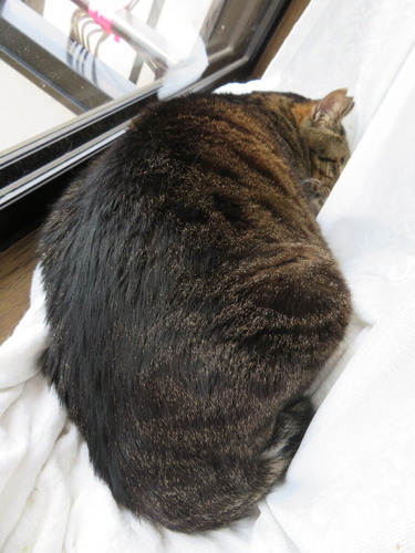たくみ