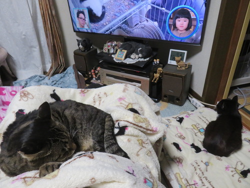 ���������ɨ�ξ�