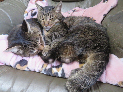 �ʤʡ�����