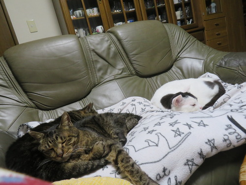 �ɤʤʡ�������������