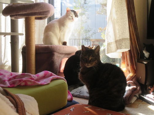 �ʤʡ�����������