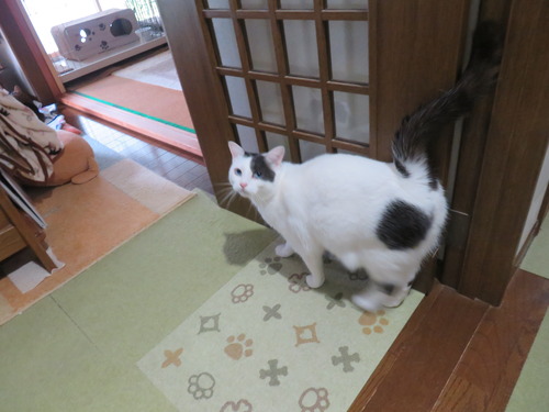 かい