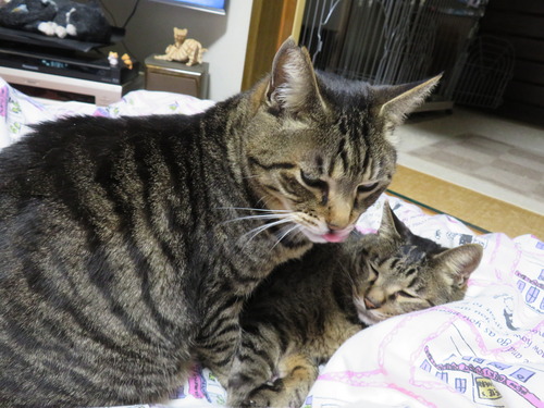 たくみにぴったんこ