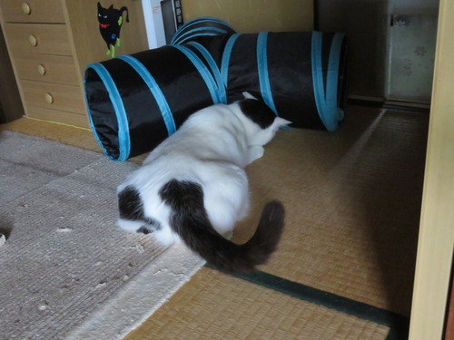 トンネル遊び
