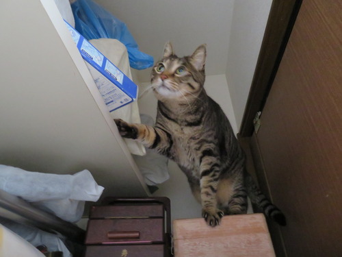 押し入れの中