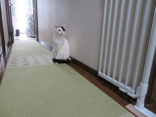 ここから行ってらっしゃーい