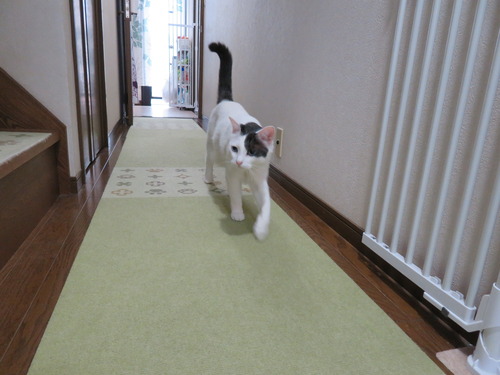 おいで