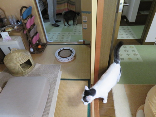かいも