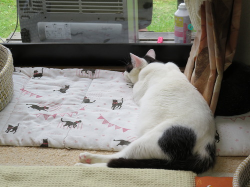 寝ちゃった